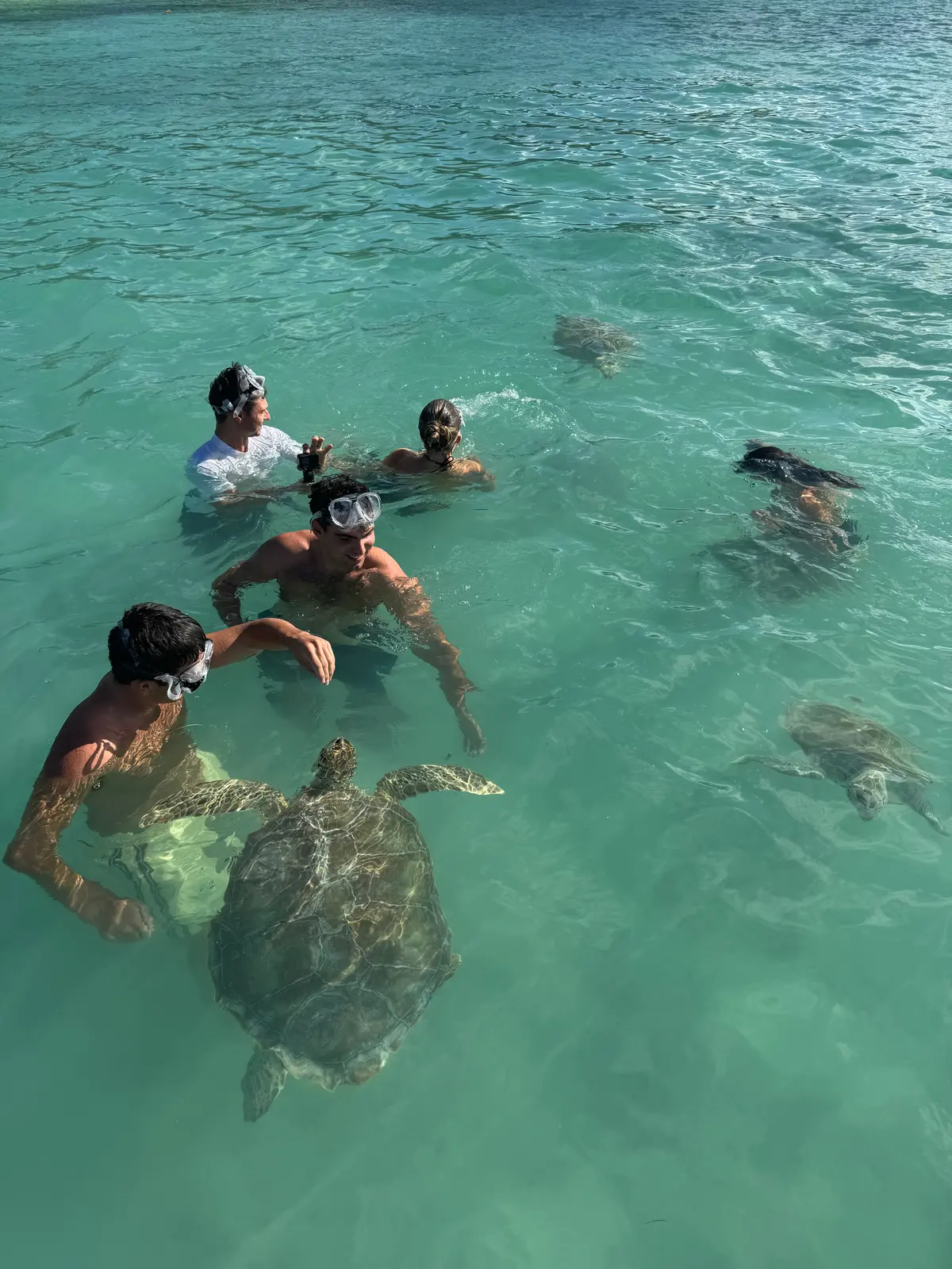 The group in the water feeding the turtles off Harbour Island, masks up
