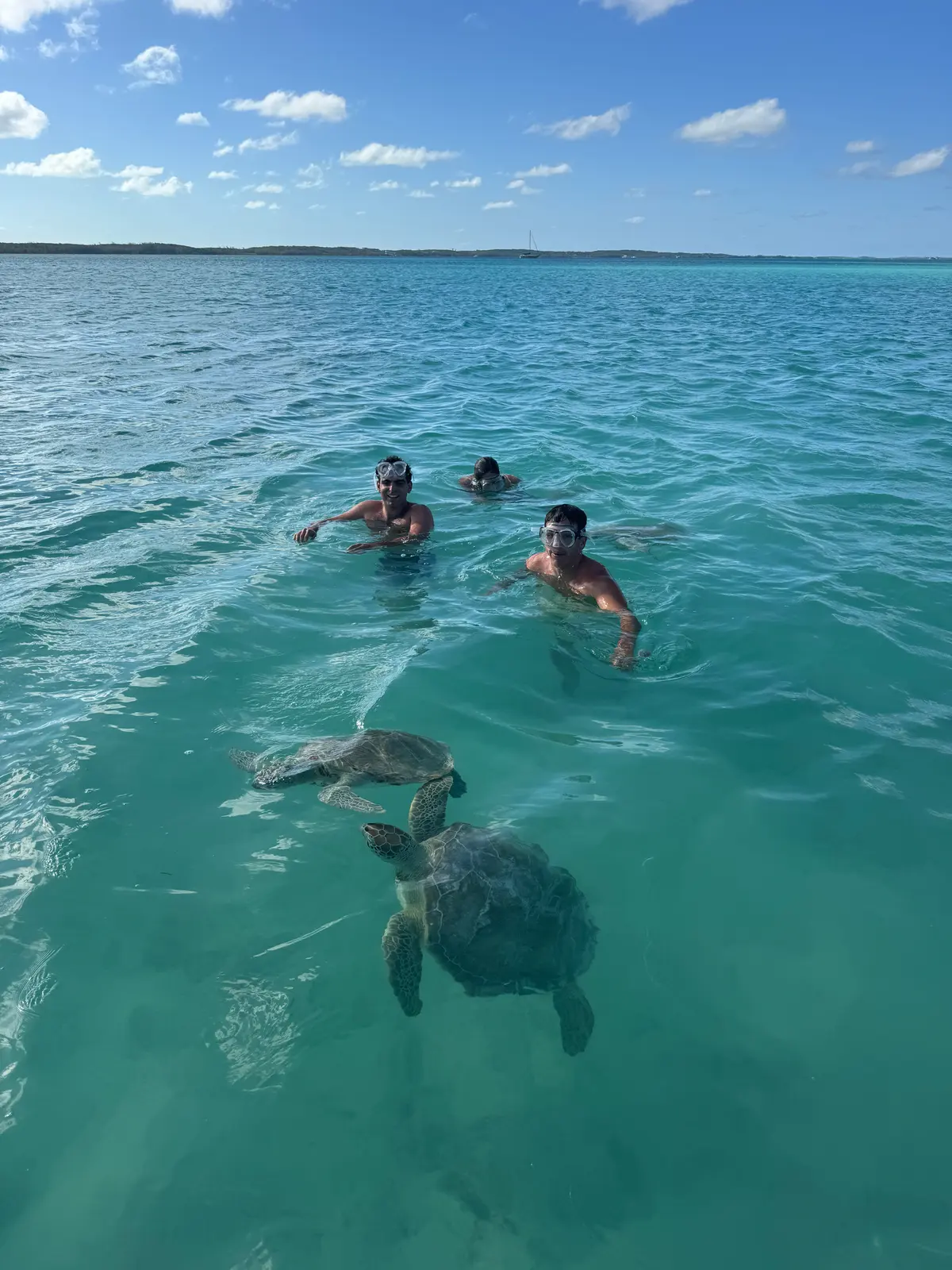 Swimming with turtles in the shallows
